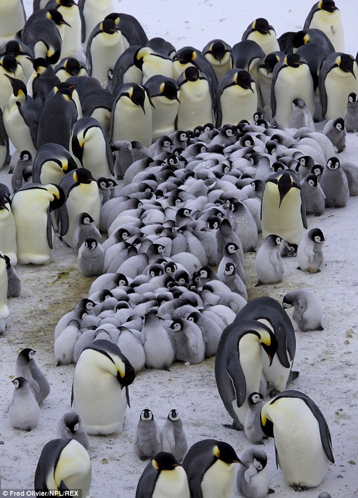 Keeping all the little ones together. Emperor Penguins form creches for their young so they can go off and look for food