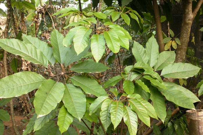 Cây lá đắng, đặc sản của người miền núi Thanh Hóa.