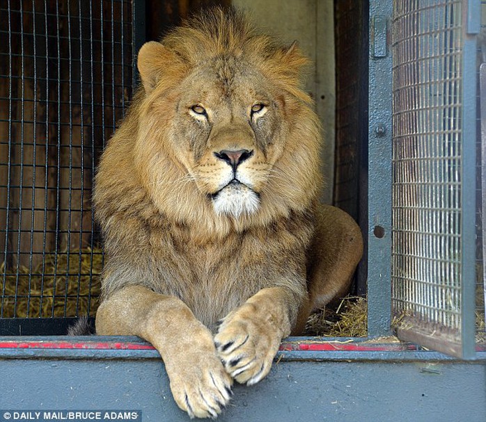 Đây là lần đầu tiên các thanh tra y tế Anh bắt gặp một con sư tử chết trong tủ lạnh nhà hàng. Ảnh: Daily Mail