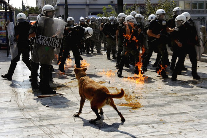Loukanikos nổi tiếng ở Hy Lạp bởi thường xuyên tham gia các cuộc “biểu tình” ở tuyến đầu trong cuộc khủng hoảng vào năm 2011. Ảnh: Reuters