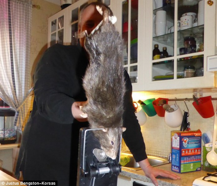 Con chuột dài 40 cm trong nhà bếp một gia đình ở Thụy Điển. Ảnh: Dailymail