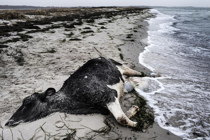 Xác một con bò Hà Lan dạt vào bờ biển Đan Mạch và Thụy Điển hôm 8-1. Ảnh: AP