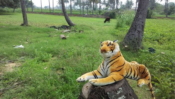 India stuffed toy tiger in a farm in Karnataka