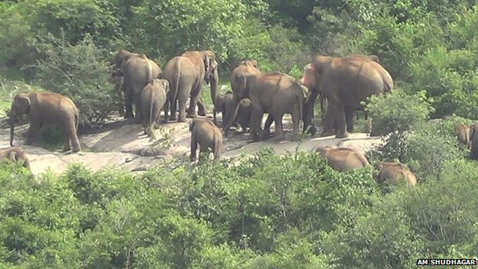 Marauding elephants in Karnataka