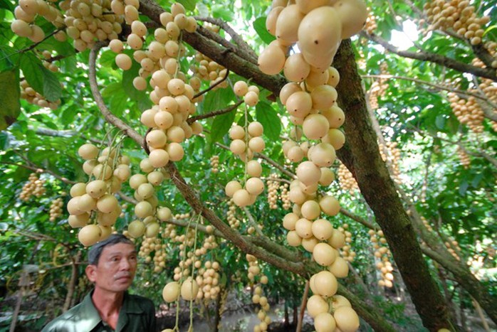 Dâu miền Tây có nhiều giống, mùi vị, độ chua ngọt khác nhau. Loại ngọt và hơi ngọt có dâu xanh, dâu Bà Phước, Hạ Châu, bòn bon... Trong ảnh: Vườn dâu của ông Trần Văn Tư ở khu vực 4, phường Ba Láng, Quận Cái Răng (TP Cần Thơ) đang bước vào thu hoạch. Dâu miền Tây có nhiều giống, mùi vị, độ chua ngọt khác nhau. Loại ngọt và hơi ngọt có dâu xanh, dâu Bà Phước, Hạ Châu, bòn bon... Trong ảnh: Vườn dâu của ông Trần Văn Tư ở khu vực 4, phường Ba Láng, Quận Cái Răng (TP Cần Thơ) đang bước vào thu hoạch.
