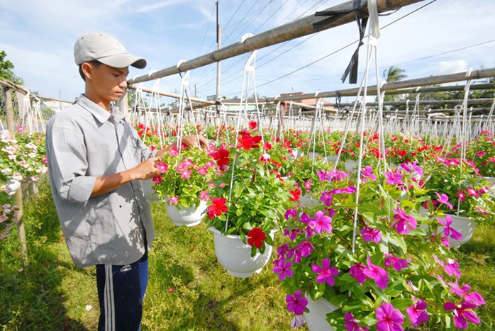 2 vựa hoa kiểng lớn nhất miền Tây chạy đua vào vụ Tết