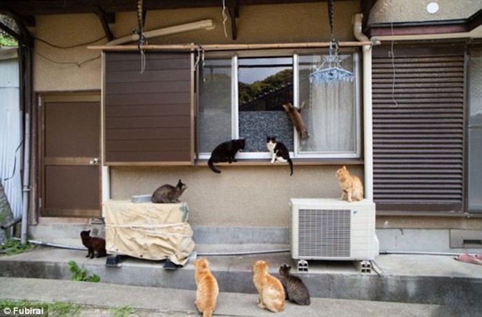Breaking and entering:  It looks like this pack of cats is up to no good, trying to get into a locals house