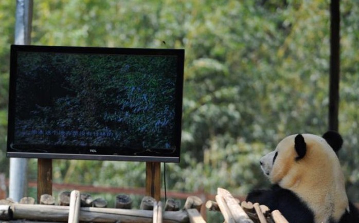 Panda telly: Sija has been given some new playthings, including a plasma screen TV which shows imagery of pandas in the wild