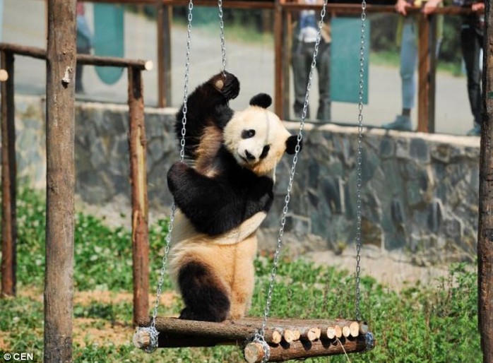 Distractions: The big panda has also been given a &apos;fake friend&apos; in the shape of a giant cuddly toy panda to make her feel less lonely