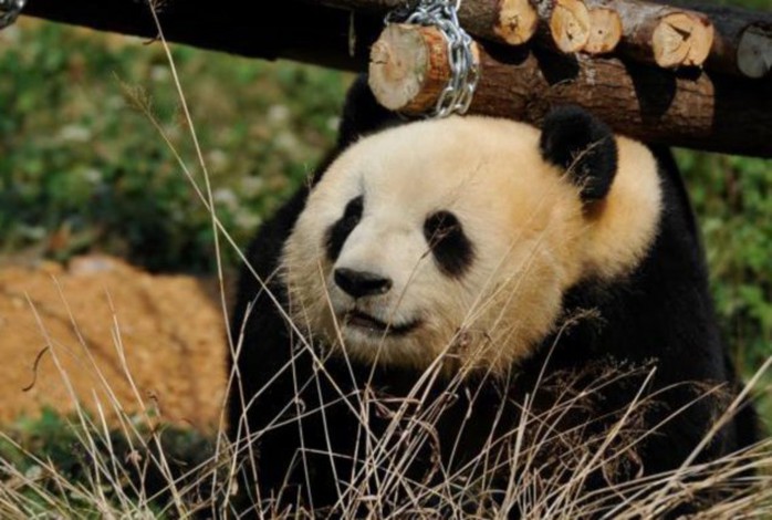 Sad pandaface: Sija and two other pandas were saved from the 2008 earthquake in Wenchuan, China, and taken in by a zoo, but now that the others have left, Silja has become depressed