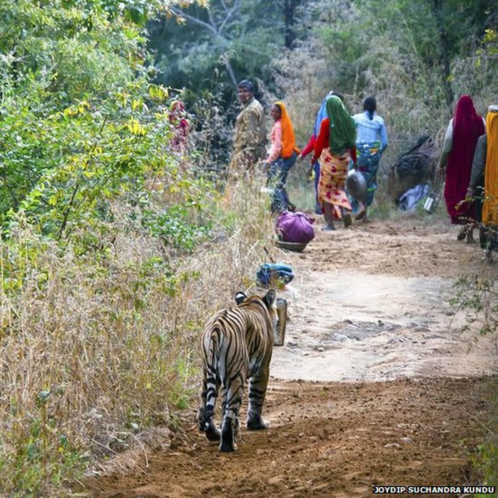 Cán bộ kiểm lâm và người dân nhường đường cho hổ đi trong công viên quốc gia Ranthambhore của Ấn Độ. Ảnh: BBC