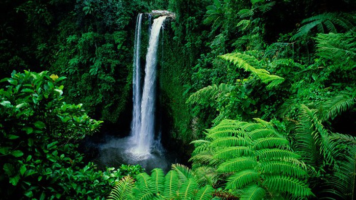 Một khu rừng nhiệt đới hoang dã ở Samoa