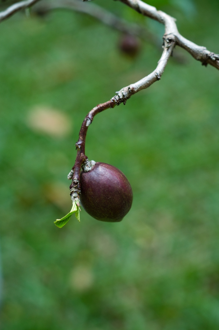 Cây cho hoa như hoa đào, cho trái như trái mận.