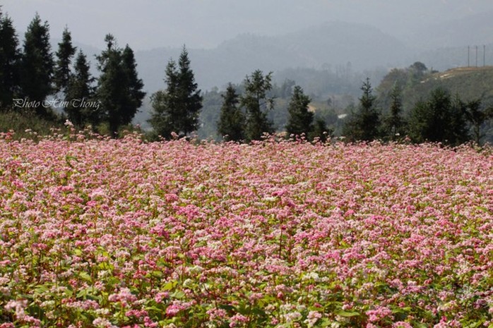 Hà Giang, tam giác mạch, mùa hoa