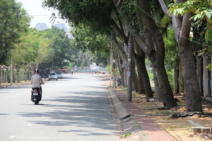 Mới đây Khu Quản lý giao thông đô thị số 2 thuộc Sở GTVT TP còn đề nghị đốn bỏ 215 cây sọ khỉ trên đường Nguyễn Văn Hưởng, quận 2 để để mở rộng đường