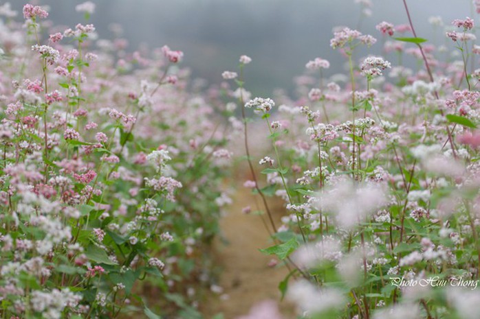 Hà Giang, tam giác mạch, mùa hoa