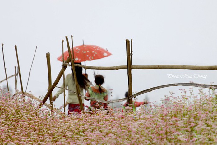 Hà Giang, tam giác mạch, mùa hoa