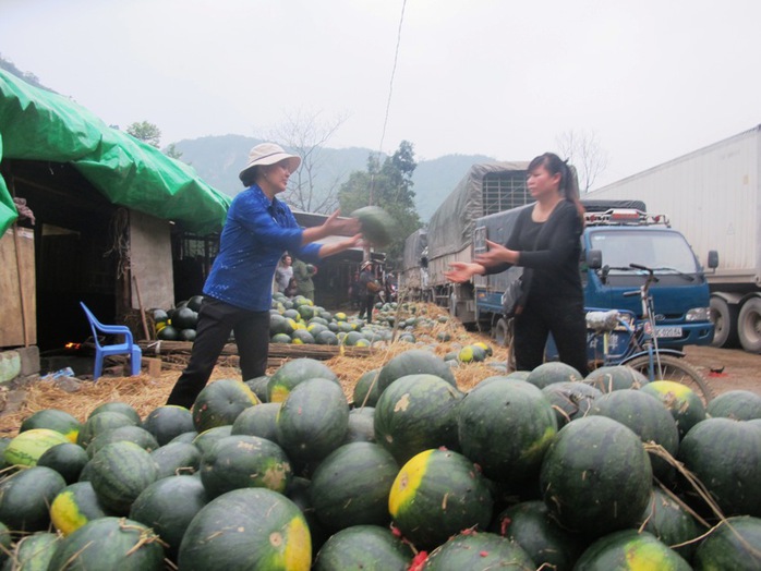 Các chủ hàng Việt Nam đành đánh hàng về và mang ra bên hông cửa khẩu Tân Thanh bán tháo với giá rẻ mạt: 5-7 ngàn đồng/quả dưa hấu