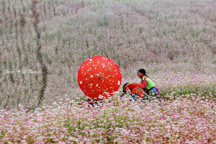 Hà Giang, tam giác mạch, mùa hoa