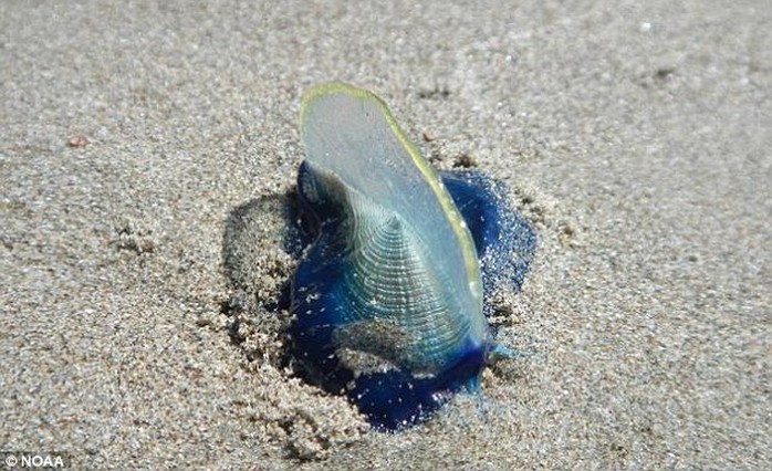 Velella có vây hình buồm