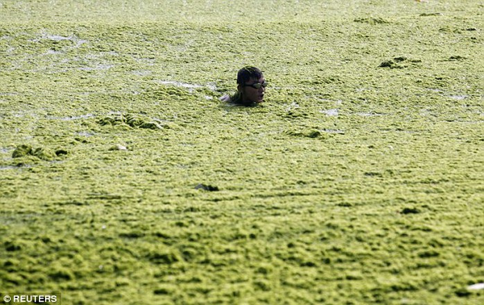 Virus khiến con người ngớ ngẩn có trong tảo 