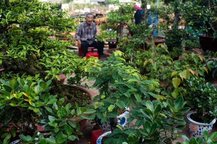 Ngoài hoa, các loại cây kiểng nhỏ, bon sai cũng chen chân vào hội xuân. Cây kiểng nhỏ đắt hàng, tuy nhiên sức mua các loại bon sai kiểu này khá thấp