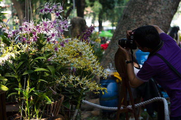 Với sắc hương của Dendrobium, các tay máy chen nhau chụp ảnh hoa, nhất là khoảnh khắc nắng vừa lên.