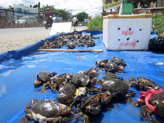 Cua nhỏ giá 100.000 đồng/kg, cua lớn hơn 130.000 đồng/kg trên quốc lộ 13 (quận Thủ Đức). Cua nhỏ giá 100.000 đồng/kg, cua lớn hơn 130.000 đồng/kg trên quốc lộ 13 (quận Thủ Đức).