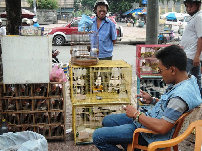 Dân buôn thường kiếm cả chục triệu đồng mỗi khi bán được chim độc, lạ cho các đại gia. Dân buôn thường kiếm cả chục triệu đồng mỗi khi bán được chim độc, lạ cho các đại gia.