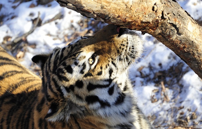 Con hổ thứ hai trong số năm con hổ Siberia quý hiếm do Tổng thống Nga Vladimir Putin thả vào tự nhiên đã đào tẩu sang Trung Quốc. Ảnh:  ITAR-TASS