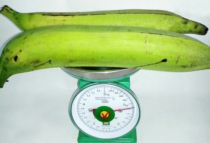Hai quả chuối tá quạ có trọng lượng hơn 1 kg. Hai quả chuối tá quạ có trọng lượng hơn 1 kg.