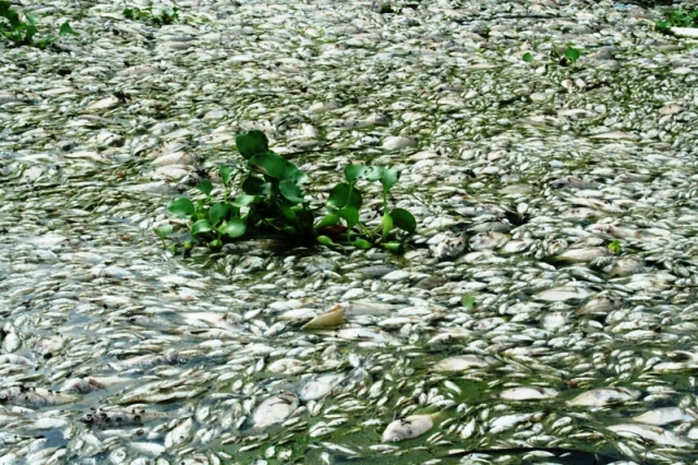 Cá chết trắng phủ kín sông Nhuệ trong nhiều ngày qua