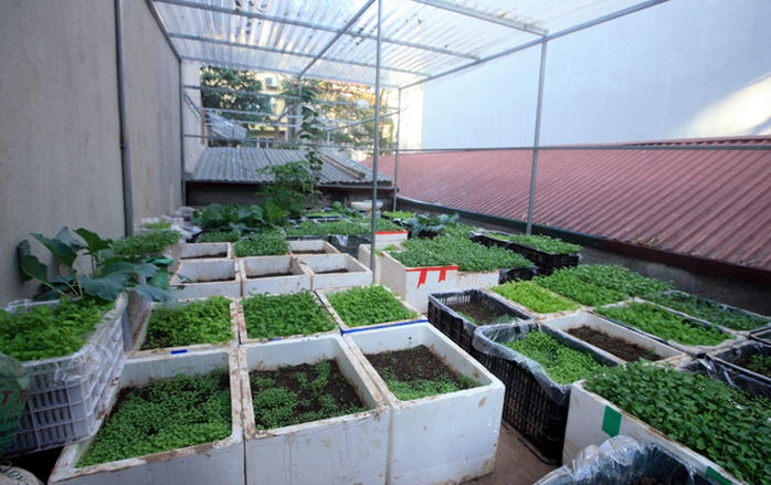 Trong vườn nhà ông có khoảng 60 hộp trồng các loại cây rau lấy lá. Điều quan trọng nhất trong việc chăm rau là giữ độ ẩm. Mái che hạn chế mưa to làm nát cây, gây úng nước. Trong vườn nhà ông có khoảng 60 hộp trồng các loại cây rau lấy lá. Điều quan trọng nhất trong việc chăm rau là giữ độ ẩm. Mái che hạn chế mưa to làm nát cây, gây úng nước.