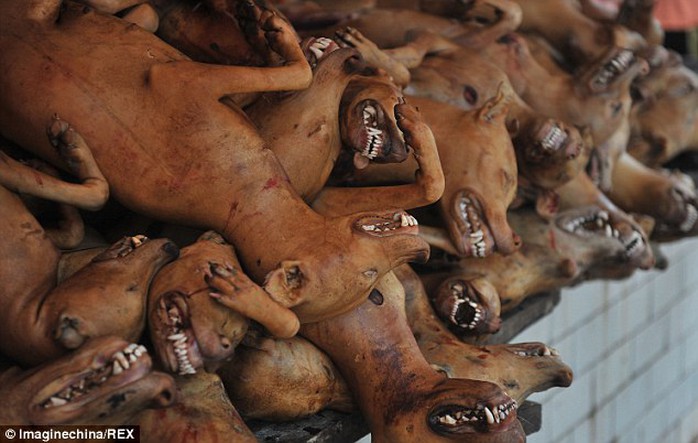 Những con chó bị giết thịt xếp hàng dài hoặc chất đống trên bàn. Ảnh