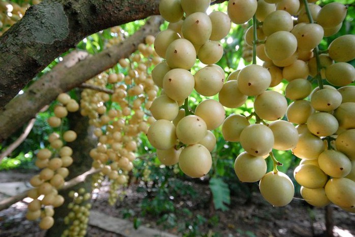 Dâu bòn bon có màu sắc rất đẹp, chín rộ từ tháng 3 đến cuối tháng 4 âm lịch. Để dâu cho trái sai, khâu quan trọng nhất là chăm sóc cây. Bình quân mỗi cây cho từ 200-300 kg, cá biệt có cây lên 500 kg. Dâu bòn bon có màu sắc rất đẹp, chín rộ từ tháng 3 đến cuối tháng 4 âm lịch. Để dâu cho trái sai, khâu quan trọng nhất là chăm sóc cây. Bình quân mỗi cây cho từ 200-300 kg, cá biệt có cây lên 500 kg.