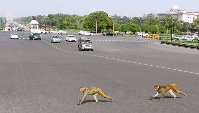 Khỉ hoành hành như chỗ không người ở New Delhi. Ảnh: PTI
