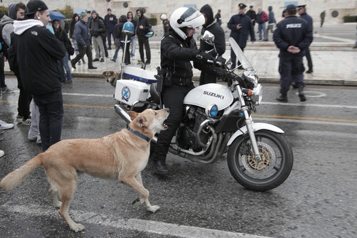 Hăng hái tham gia biểu tình nên chú chó hứng chịu không ít hậu quả, như hít hơi cay độc hại và lãnh những cú đá vẹo sườn. Ảnh: AP