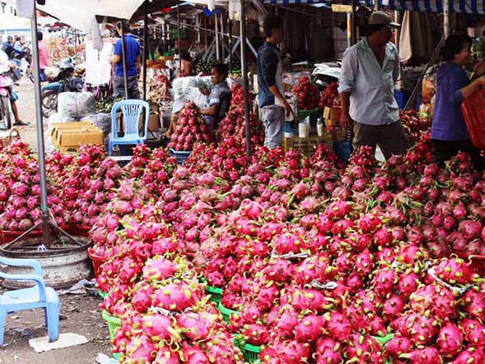 Giá thanh long tăng gấp 4 - 5 lần so với vài tháng trước nhưng sản lượng bán ra không nhiều