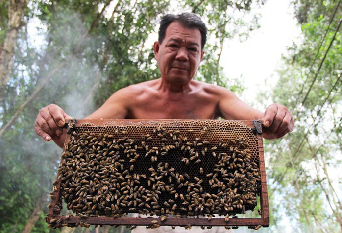 Mỗi vụ ong kéo dài hơn 4 tháng, người nuôi có thể thu lời từ vài trăm triệu đến cả tỉ đồng Mỗi vụ ong kéo dài hơn 4 tháng, người nuôi có thể thu lời từ vài trăm triệu đến cả tỉ đồng
