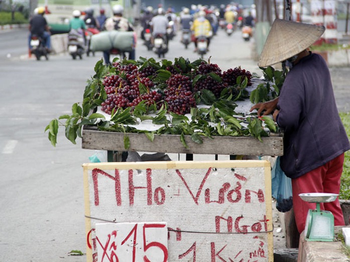 Nhiều người bán nho dọc đường đã treo quảng cáo nho Ninh Thuận hoặc nho vườn, bán với giá 20.000 - 30.000 đồng/kg. Nhiều người bán nho dọc đường đã treo quảng cáo nho Ninh Thuận hoặc nho vườn, bán với giá 20.000 - 30.000 đồng/kg.