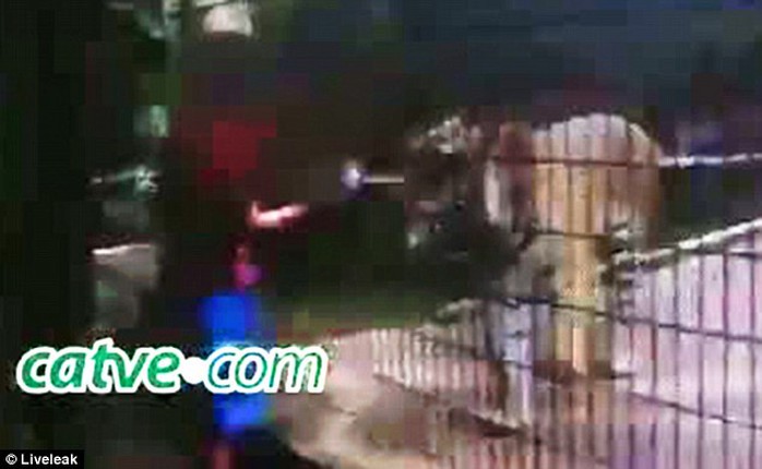 ...và bị hổ táp phải nhập viện. Ảnh: Liveleak