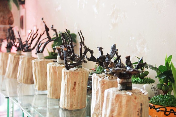 Mốt chơi nấm linh chi bon sai giá bạc triệu ở Hà Nội