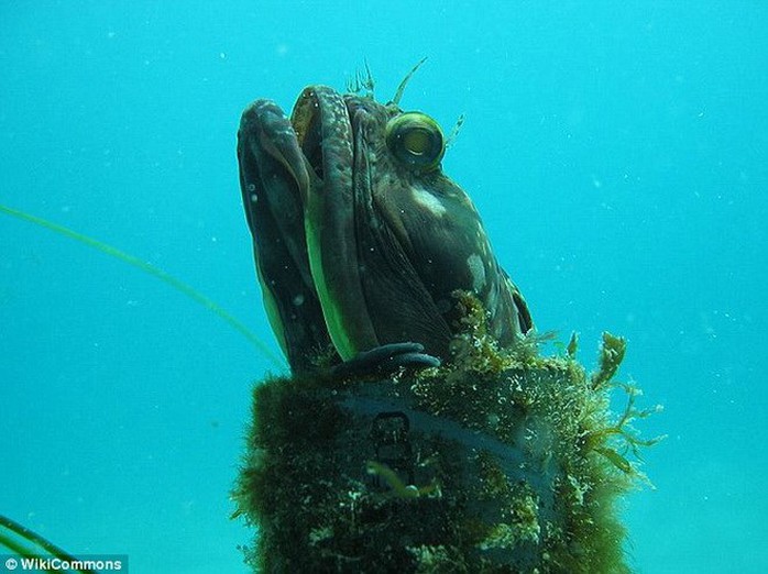 Cá miệng rộng Sarcastic fringehead thường ăn những loài động vật giáp xác. Loài cá này có nguồn gốc từ miền Nam California và Baja, Mexico