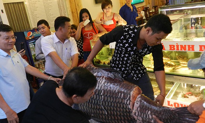 Chờ đợi được thưởng thức cá hô - Ảnh: N.H. Chờ đợi được thưởng thức cá hô - Ảnh: N.H.