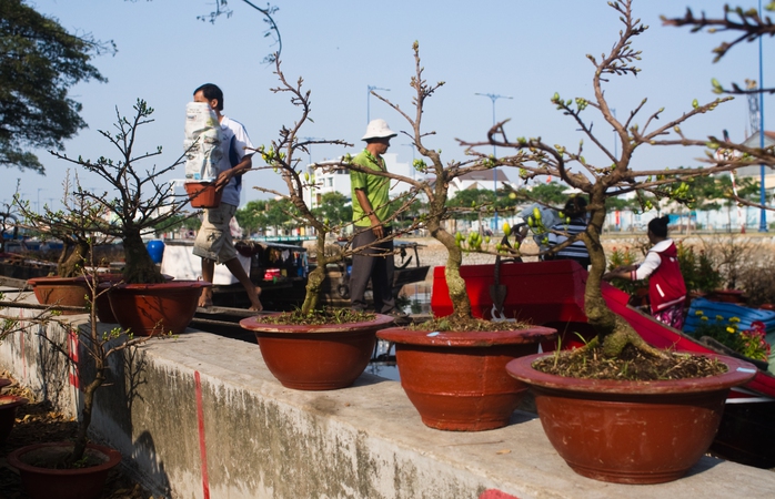 Hoa mai vàng chiếm ưu thế, chủ yếu là những chậu mai nhỏ để dễ bán