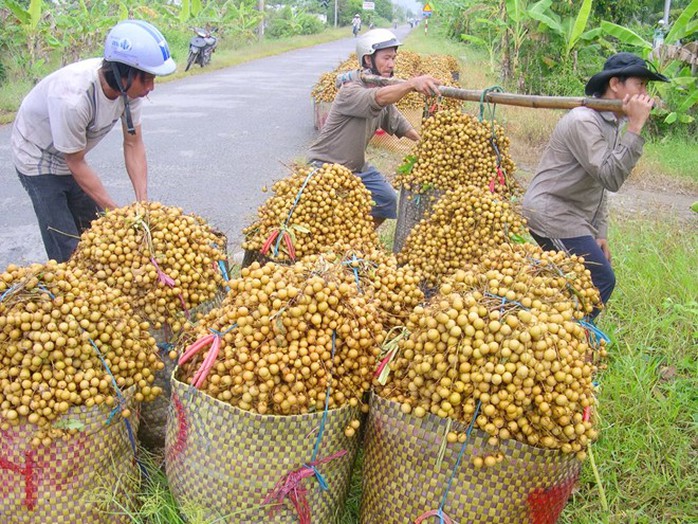 Trái cây xuất khẩu sang Campuchia cũng giảm chỉ còn bằng 1/3 so với chính vụ.   Ảnh Ngọc Trinh.