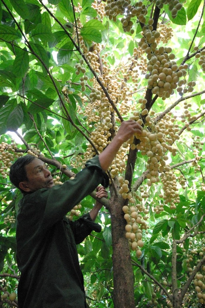 Riêng dâu Hạ Châu là đặc sản của riêng huyện Phong Điền, thường thu hoạch từ tháng 6 đến tháng 9 âm lịch. Riêng dâu Hạ Châu là đặc sản của riêng huyện Phong Điền, thường thu hoạch từ tháng 6 đến tháng 9 âm lịch.