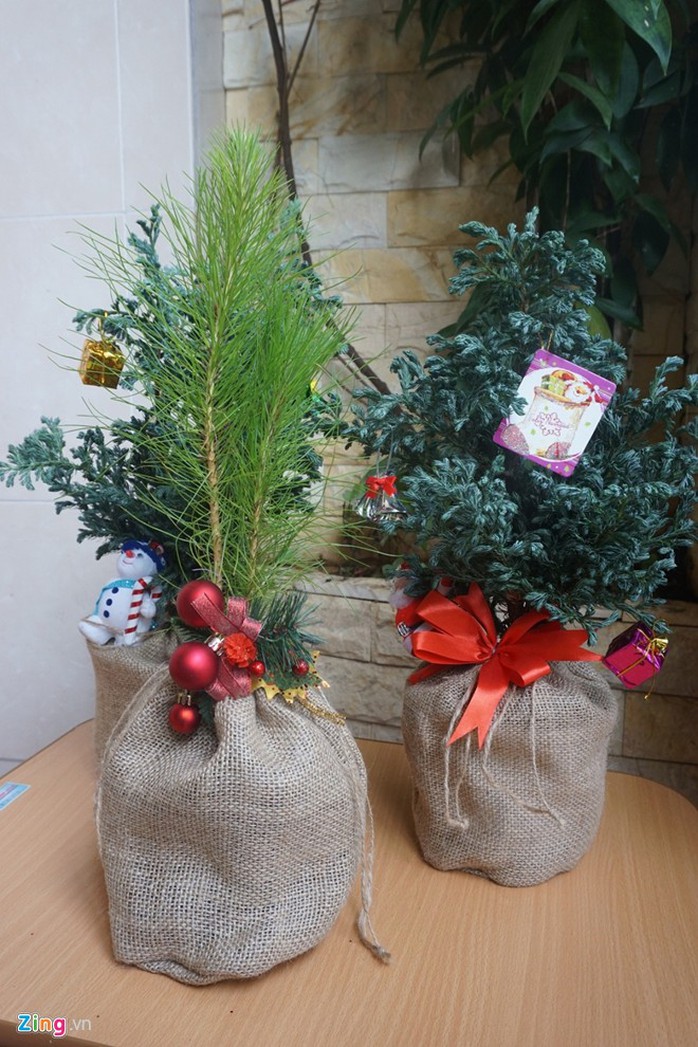 Cây Noel mini, có mùi thơm được chuộng trong mùa Giáng sinh