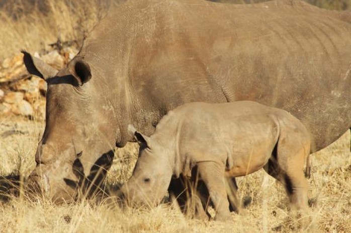 Tính từ đầu năm đến tháng 10, có tổng cộng 933 con tê giác bị sát hại ở Nam Phi. Ảnh: THE INDEPENDENT