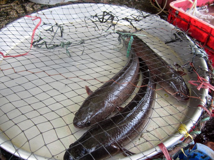 Cá lóc đồng bán trên quốc lộ 1A (quận 12) giá chỉ 50.000 đồng/kg Cá lóc đồng bán trên quốc lộ 1A (quận 12) giá chỉ 50.000 đồng/kg